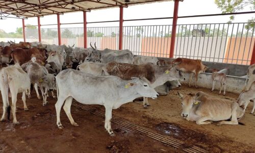 यूपी में आज से गो हत्या करने पर होगी 10 साल की जेल और 5 लाख तक का जुर्माना