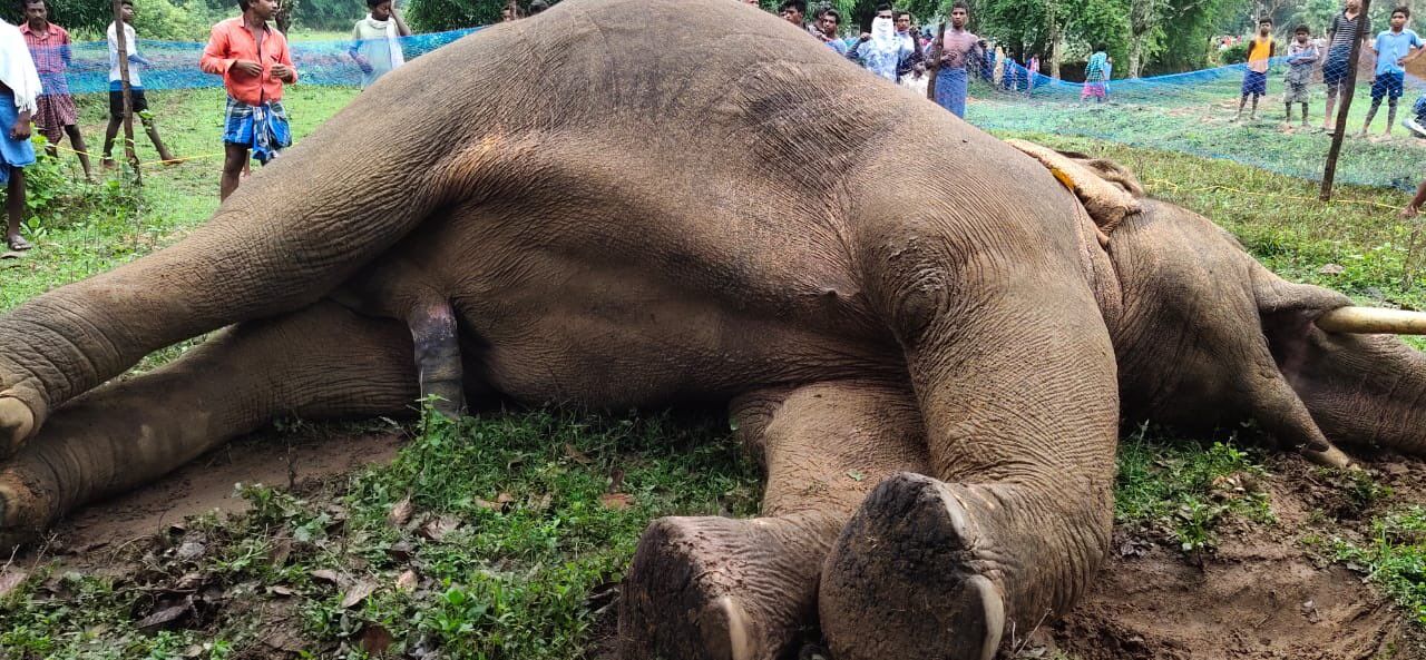 छत्तीसगढ़ में हाथियों पर आफत, 10 दिन में छह की मौत, वन्य जीव तस्करी की आशंका