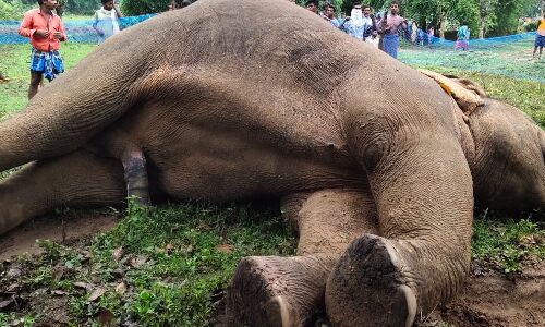 छत्तीसगढ़ में हाथियों पर आफत, 10 दिन में छह की मौत, वन्य जीव तस्करी की आशंका