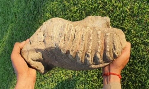 UP के सहारनपुर में शिवालिक के जंगलों से मिला हाथी का सबसे पुराना जीवाश्म, 50 लाख वर्ष पुराना होने का दावा