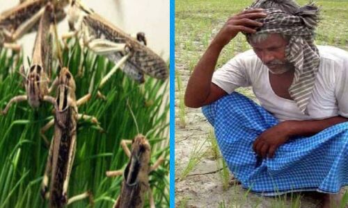 गुरुग्राम से पलवल की तरफ बढ़ रहा टिड्डी दल, दिल्ली पर भी बोल सकता है धावा