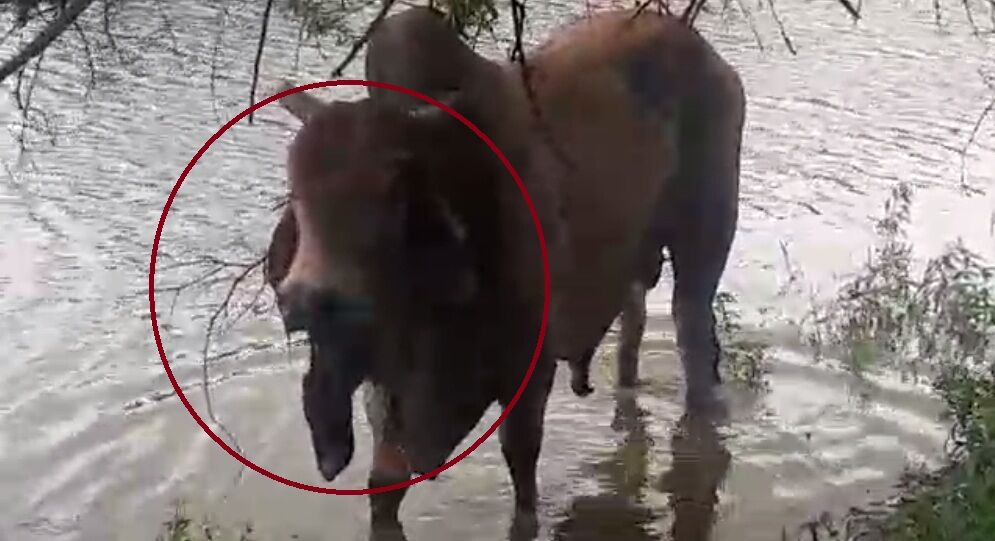 अयोध्या में विस्फोटक पदार्थ खाने से सांड का उड़ा जबड़ा, पुलिस ने दर्ज किया मुकदमा