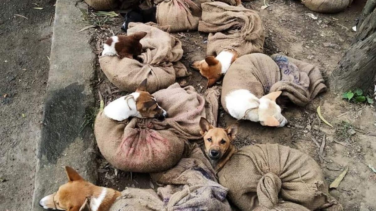 अब देश में नहीं खा पायेगा कोई कुत्तों का मीट, नागालैंड और मिजोरम में भी लगा पूर्ण प्रतिबंध