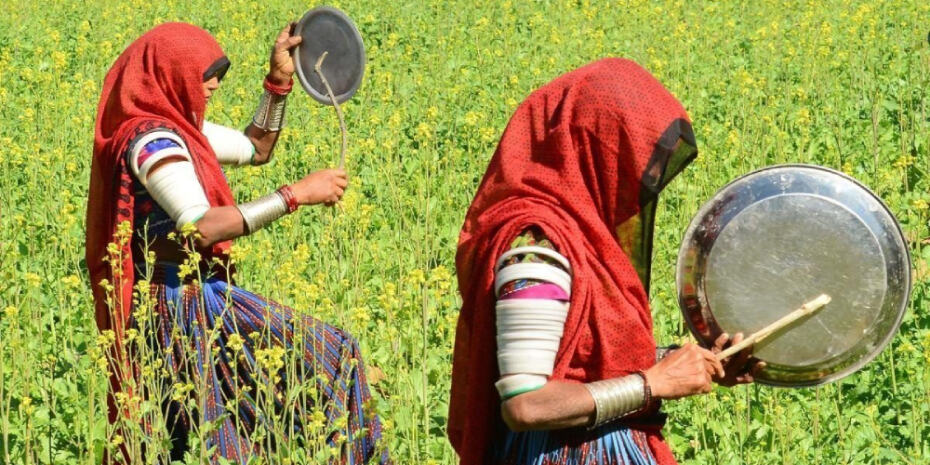 खरीफ फसलों पर टिड्डियों का खतरा बरकरार, कृषि मंत्रालय ने कहा राजस्थान में थोड़ा नुकसान