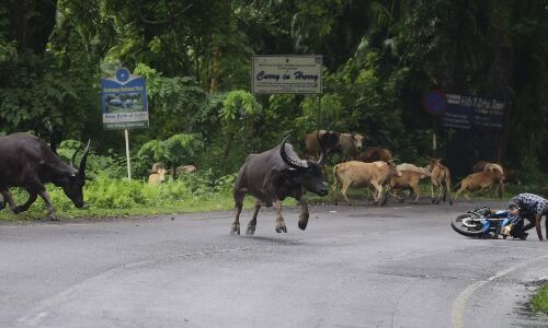 काजीरंगा नेशनल पार्क में बाढ़ के कारण 116 जानवरों की मौत, 143 बचाए गए