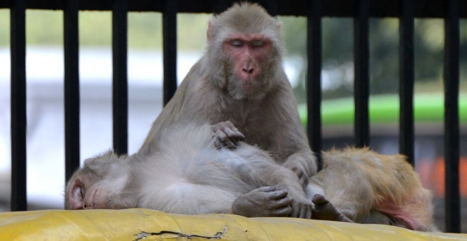 तेलंगाना में उत्पाती बंदरों के हमलों में 30 मेमनों ने गंवाई जान