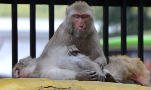 तेलंगाना में उत्पाती बंदरों के हमलों में 30 मेमनों ने गंवाई जान