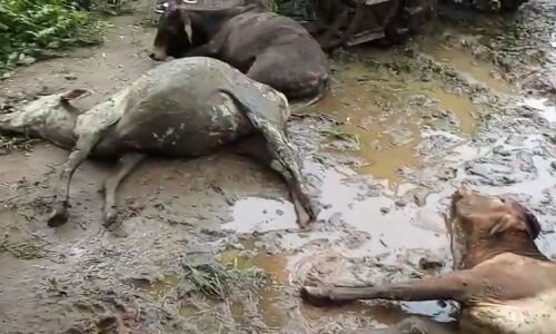 छत्तीसगढ़ की गौशाला में हुई 50 से अधिक गायों की मौत, कुछ ही दिन पहले गोबर खरीद का आया था झुनझुना