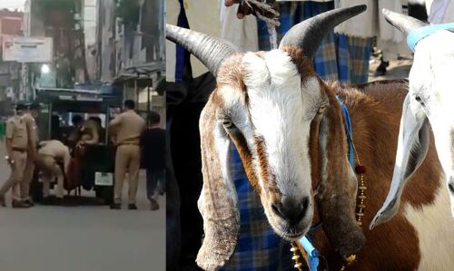 यूपी की बहादुर पुलिस का बड़ा कारनामा, मास्क नहीं पहनने पर बकरे को किया गिरफ्तार