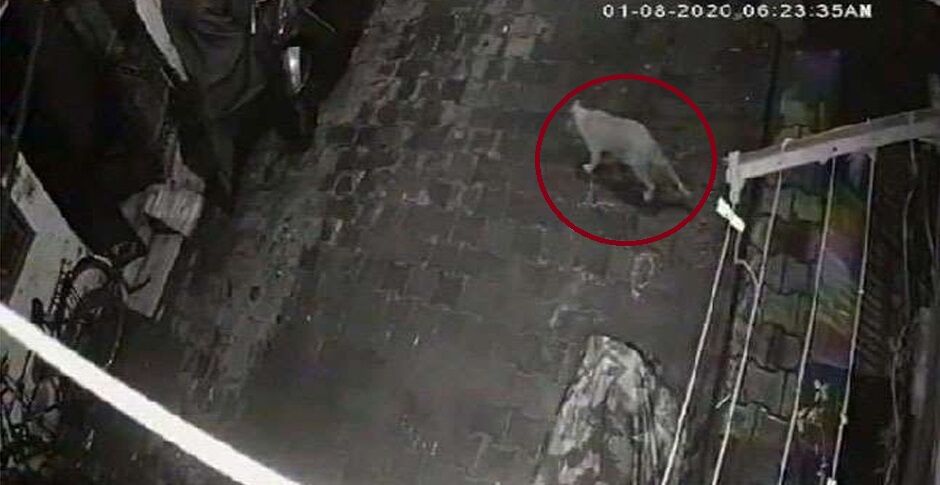 गाजियाबाद की गलियों में तेंदुआ या कुछ और, तलाश में जुटी वन विभाग की तीन टीमें गाजियाबाद की गलियों में तेंदुआ या कुछ और, तलाश में जुटी वन विभाग की तीन टीमें