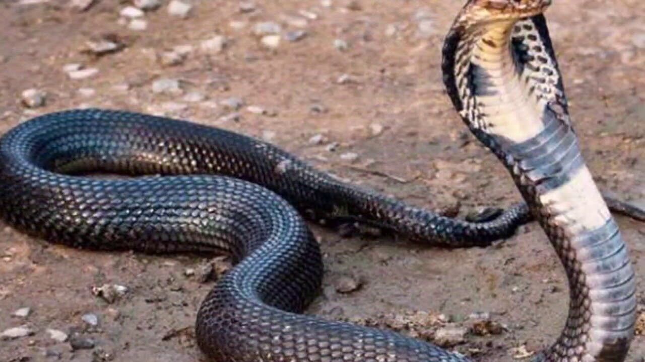 Snake Bite : सर्पदंश पर जान बचाने के लिए तुरंत करें ये उपाय, इन गलतियों से हो सकती है मौत, ऐसे जानें काटने वाला सांप जहरीला है या नहीं