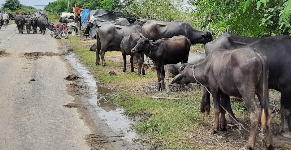 बिहार: बाढ़ के पानी के साथ-साथ बेजुबानों का बढ़ता गया मर्ज, चारा पर भी आफत