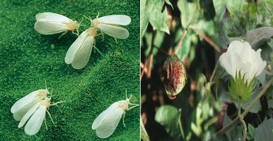 पंजाब और हरियाणा में सफेद मक्खियों का कपास की फसलों फसलों पर हो सकता है हमला, UPL ने भेजी टीम