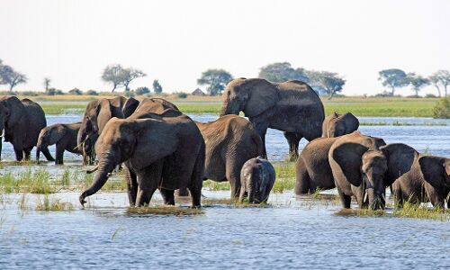 विश्व हाथी दिवस पर विशेष : इन्वायरॉन्मेंट इम्पैक्ट असेस्मेंट को सरल बनाने से और असुरक्षित हो जाएंगे हाथी