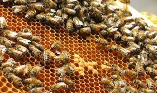 महिला सशक्तीकरण के लिए वीजा काउंसलर बनीं मधुमक्खी पालक, शुरु किया अपना ब्रांड