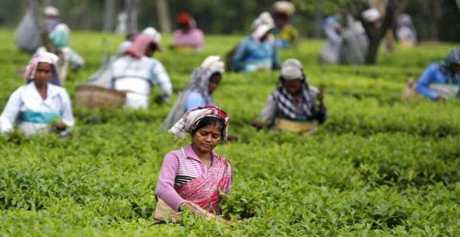 मालिकों के चौतरफा शोषण का शिकार हैं चाय बागान की महिला मज़दूर