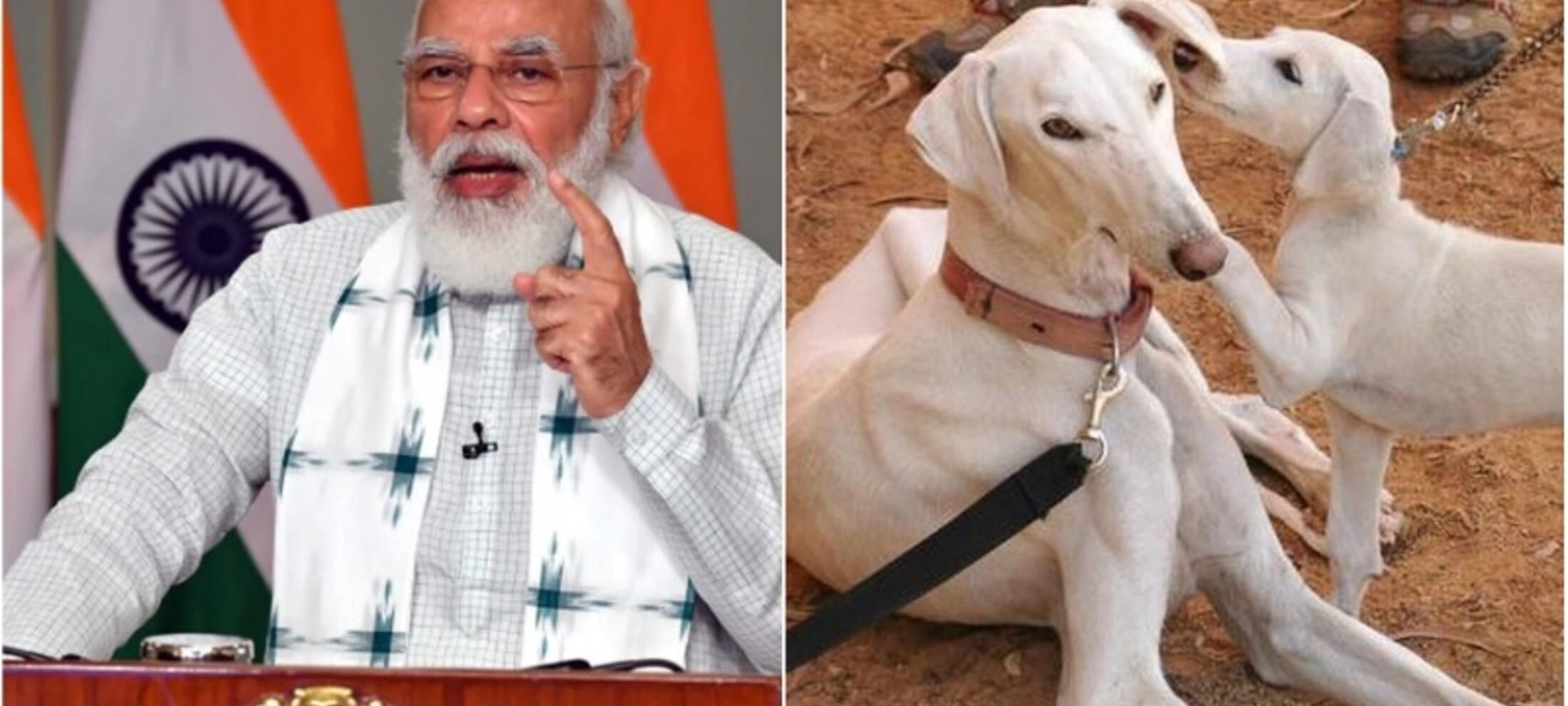 भारत को आत्मनिर्भर बनाने के लिए देसी नस्ल के कुत्ते पालें : पीएम मोदी के मन की बात