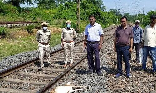 पलामू टाइगर रिजर्व के छह हिरणों की मालगाड़ी से कट कर मौत, एक गर्भवती भी शामिल, होगी कार्रवाई