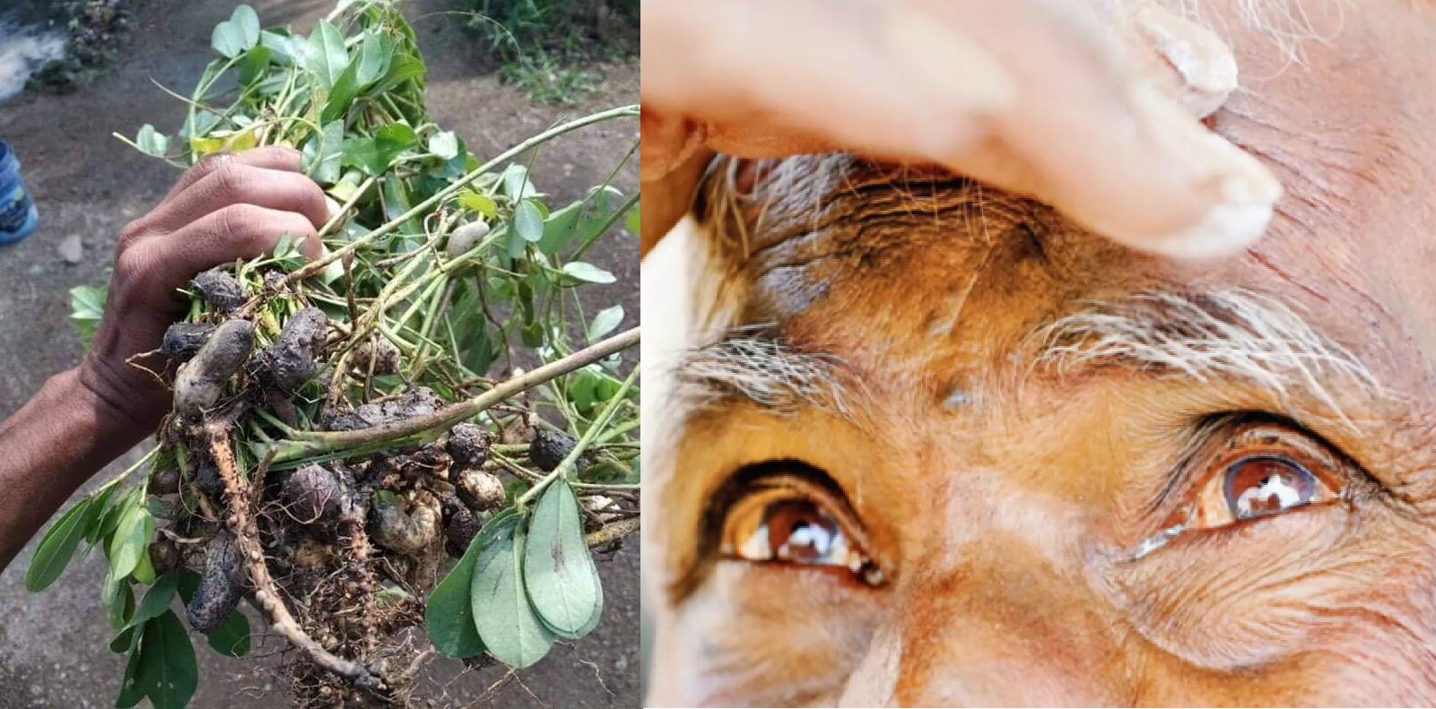 Ground Report : बीमा कंपनियों को लाभ पहुंचाने के लिए रूपाणी सरकार 326% बारिश को भी नहीं मान रही अतिवृष्टि