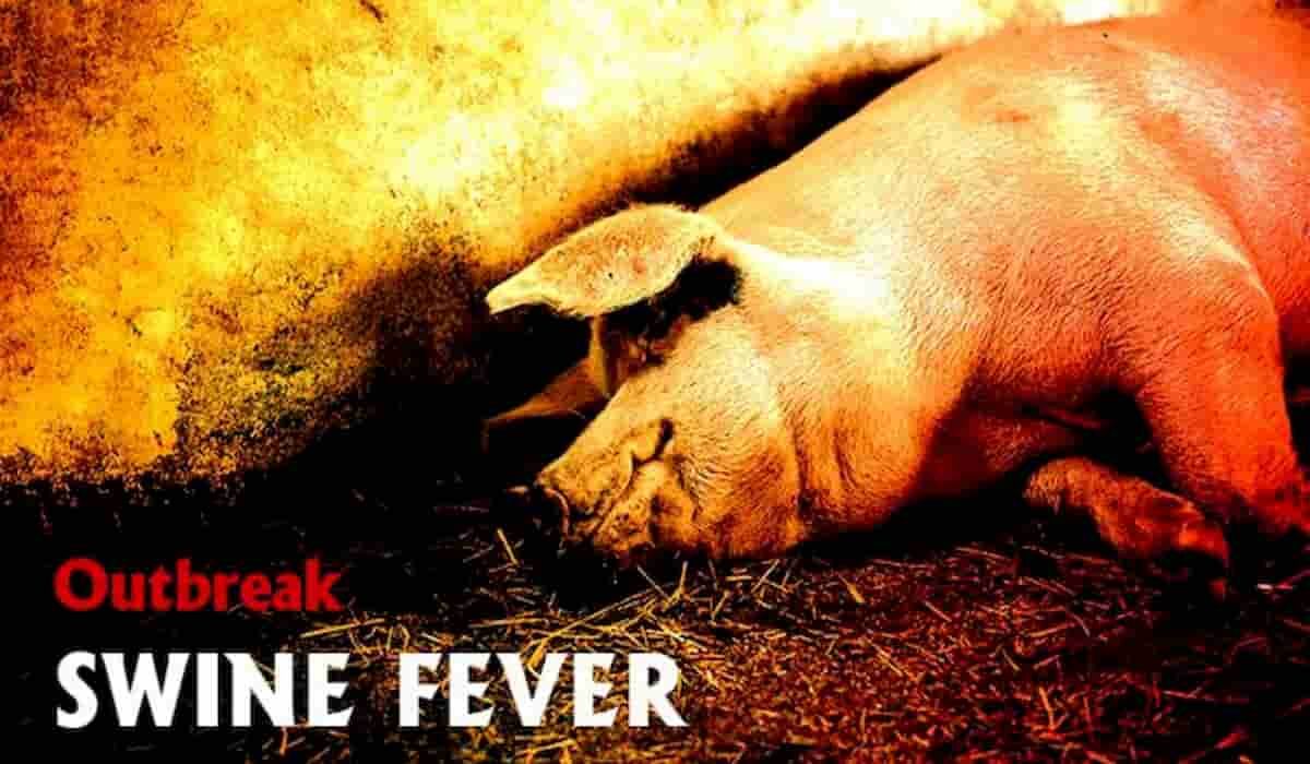 इस राज्य में फैल रहा अफ्रीकी स्वाइन बुखार, मुख्यमंत्री ने दिया 12,000 सूअरों को मारने का आदेश