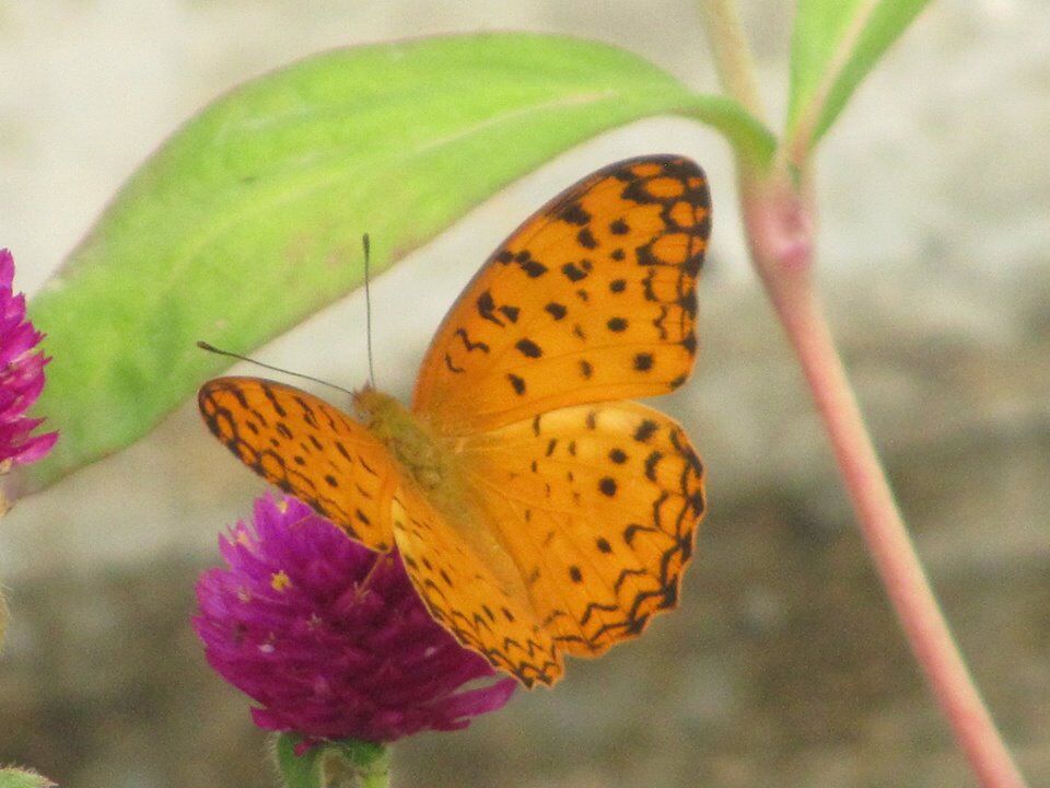 दिल्ली में तितलियों की 71 और पक्षियों की 253 प्रजातियाँ दिल्ली में तितलियों की 71 और पक्षियों की 253 प्रजातियाँ