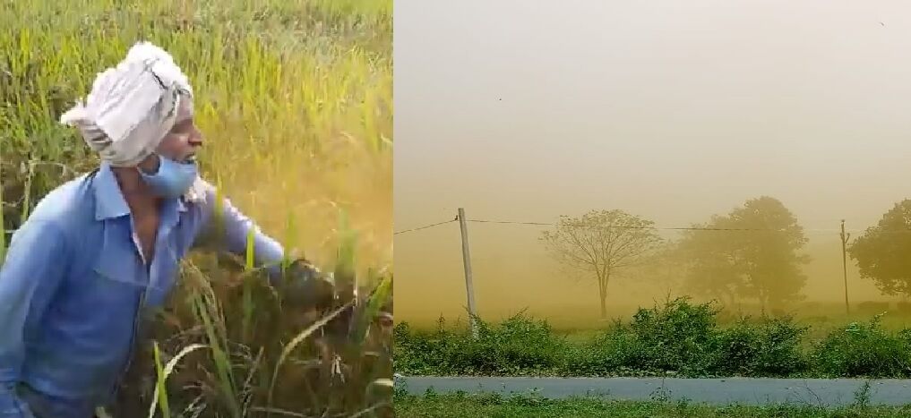 पीलिया रोग से पूर्वांचल समेत बिहार के जिलों में भी बर्बाद हुई धान की फसल, प्रशासन ने साधी चुप्पी