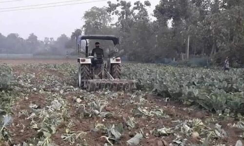 ट्रोलर्स को क्या आएगी शर्म, 1रुपये किलो भी नहीं बिकी गोभी तो किसान ने फसल पर चला दी ट्रैक्टर