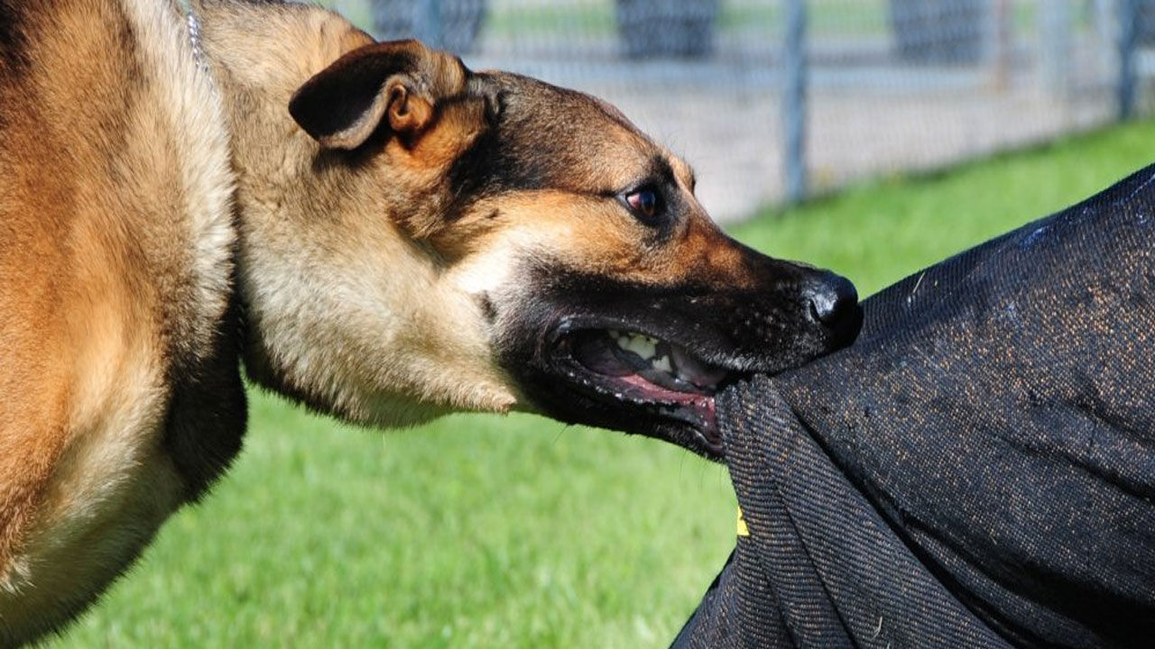 पड़ोसी के निकनेम पर रखा कुत्ते का नाम, भड़के शख्स ने केरोसिन छिड़क महिला को लगा दी आग