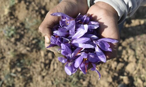 खतरे में कश्मीर में केसर की खेती, पहले आतंकवाद तो अब जलवायु परिवर्तन से बढ़ी केसर किसानों की मुश्किलें