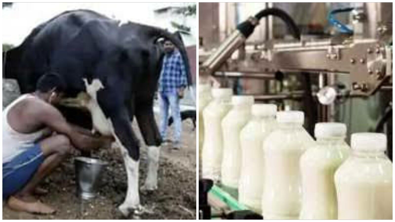 एक तरफ किसान मांग रहे MSP, वहीं दूध का क्रय मूल्य नहीं बढ़ने से पशुपालन बन रहा घाटे का सौदा