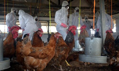 फैलते बर्ड फ्लू से गाजीपुर मंडी में व्यापारी चिंतित, बीमारी फैली तो मुर्गा व्यापार पर पड़ेगा भारी असर