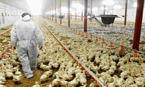 कोरोना संकट के बीच बढ़ी मुश्किल, कई राज्यों में अब बर्ड फ्लू की दस्तक