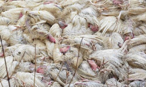 बिहार : मुजफ्फरपुर में खेत में मिली मरी मुर्गियां, ग्रामीणों में बर्ड फ्लू की दहशत