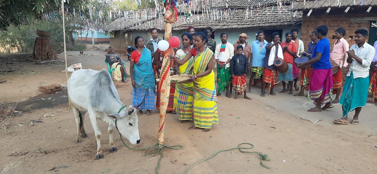 झारखंड में आदिवासियों के पर्व सोहराय का उल्लास, देखिए खूबसूरत तस्वीरें झारखंड में आदिवासियों के पर्व सोहराय का उल्लास, देखिए खूबसूरत तस्वीरें