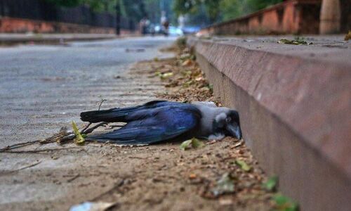 कानपुर : 72 घंटे से कौवों की मौत जारी, नहीं रुक रहा बर्ड फ्लू का कहर