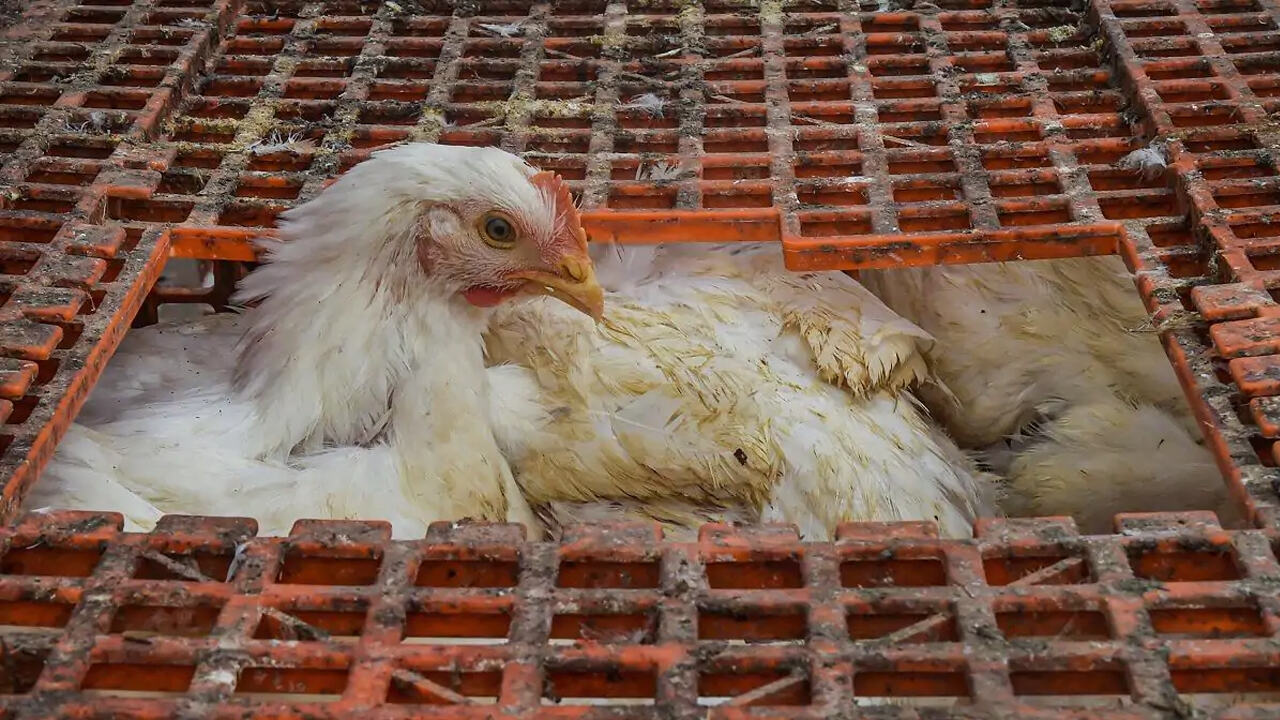 मध्यप्रदेश में बर्ड फ्लू की दस्तक, 27 जिलों के पक्षियों में दिखे लक्षण