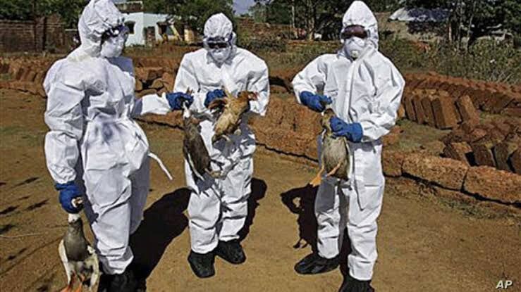 दिल्ली के चिड़ियाघर में बर्डफ्लू का पहला मामला आया सामने, मृत उल्लू में मिला वायरस दिल्ली के चिड़ियाघर में बर्डफ्लू का पहला मामला आया सामने, मृत उल्लू में मिला वायरस