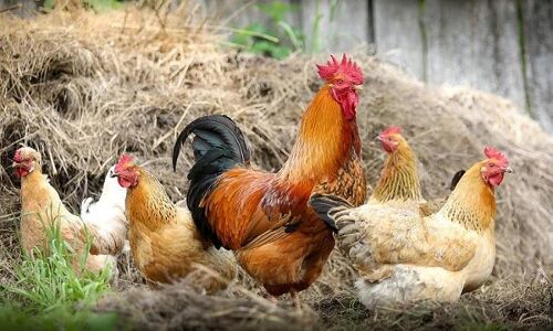 बर्ड फ्लू की मार से उबर नहीं पा रहा पोल्ट्री कारोबार, 100 रुपये का मुर्गा 50 में बेचने को मजबूर