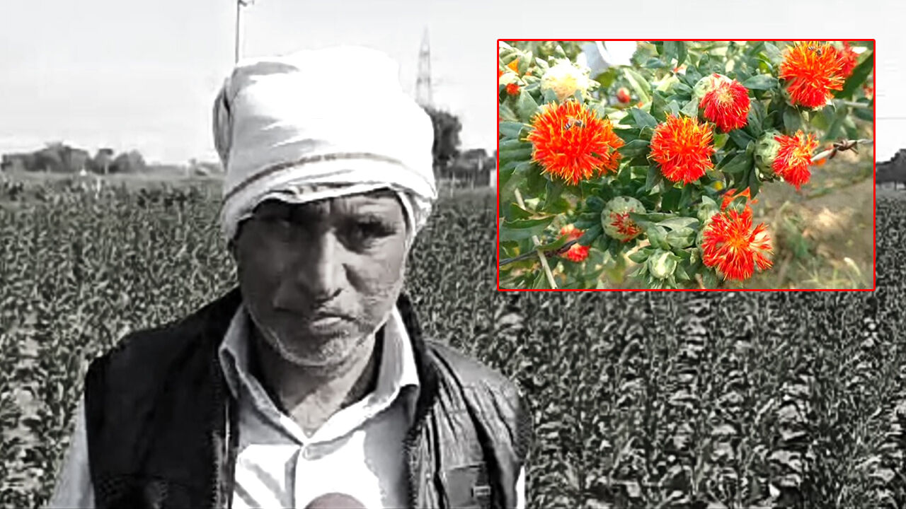 कानपुर देहात में किसान की अनोखी पहल, सोशल मीडिया से सीखी अमेरिकन केसर की खेती