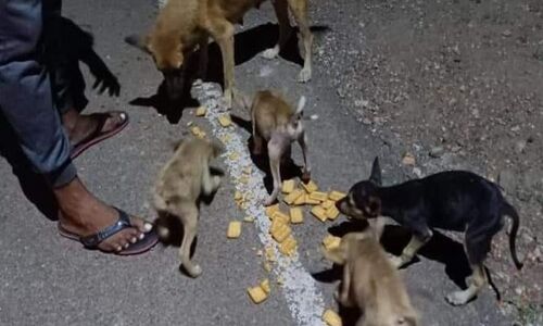 गुरुग्राम: आवारा कुत्तों को खाना खिलाने के लिए परिवार को बंधक बनाया