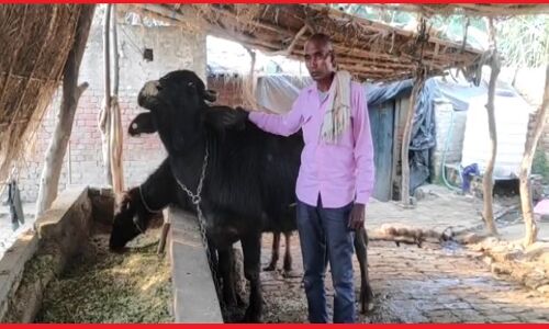 UP : शामली में सामने आया अनोखा मामला, चोरी हुए भैंसे की शिनाख्त के लिए किसान ने की डीएनए टेस्ट की मांग