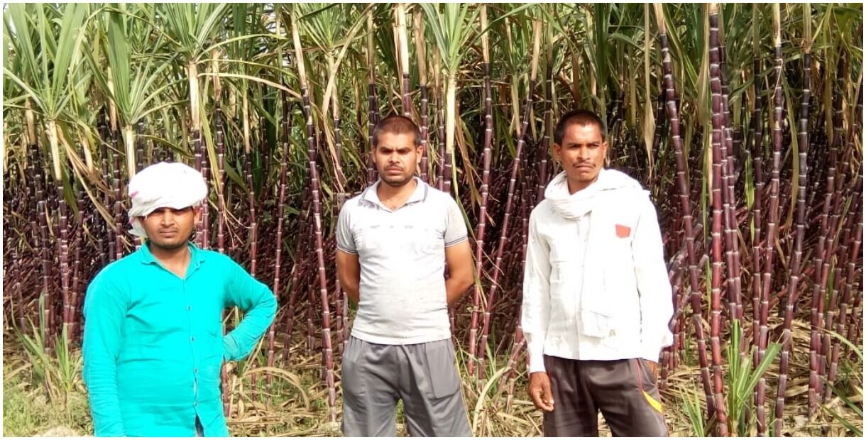 ग्राउंड रिपोर्ट : सरकार से नहीं खुद के प्रयोग से खुशहाल हैं इस गांव के किसान, उपज के विपरीत उगाते हैं सिंदूरी गन्ना