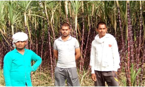 ग्राउंड रिपोर्ट : सरकार से नहीं खुद के प्रयोग से खुशहाल हैं इस गांव के किसान, उपज के विपरीत उगाते हैं सिंदूरी गन्ना