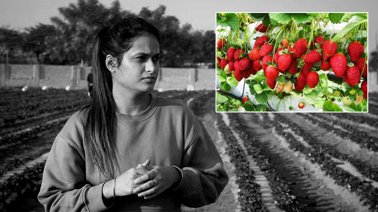 बेहतर आमदनी के लिए स्ट्रॉबेरीज की खेती को अपना रहे गन्ना किसान