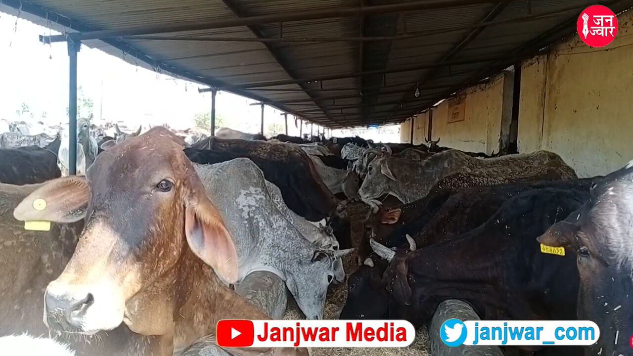 गाय, गंगा, गौमूत्र और गोबर का जाप करने वाली योगी सरकार क्यों नहीं बचा पायी सरकारी गोशाला की एक दर्जन से ज्यादा गायें?