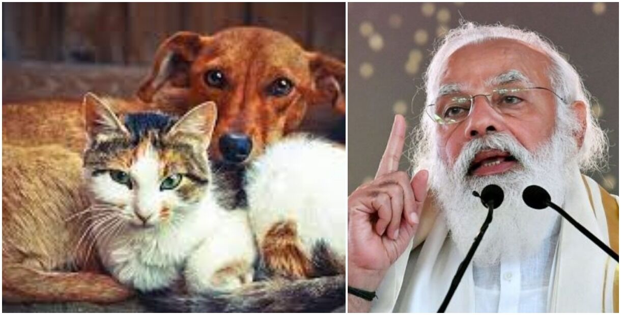 मोदी सरकार का नया मिशन, देसी कुत्तों और बिल्लियों का संरक्षण कर उन्हें पालतू जानवरों के रूप में करेंगे निर्यात