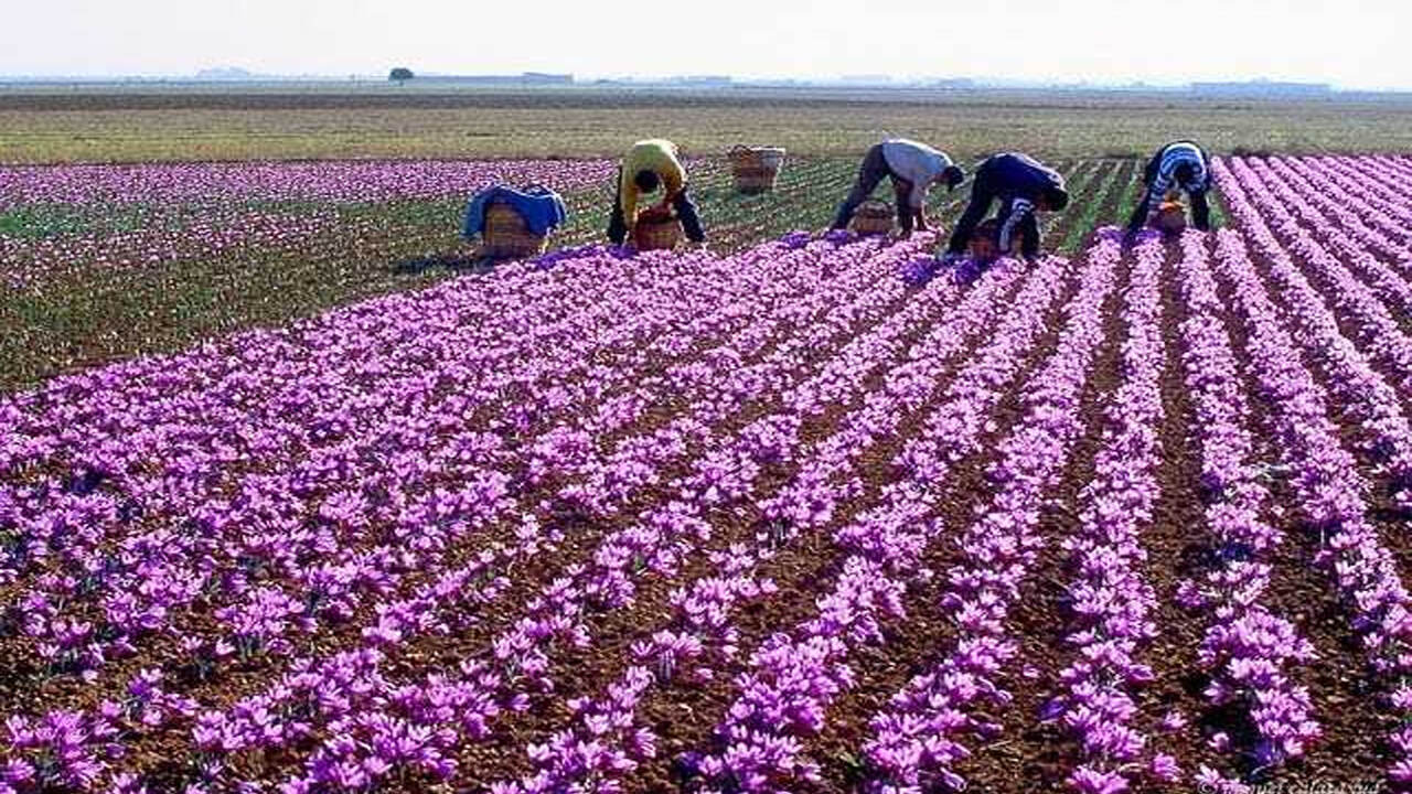 जम्मू: परम्परागत मक्के की खेती छोड़ लैवेंडर के फूल उगा रहे किसान, चार गुना से अधिक बढ़ा मुनाफा