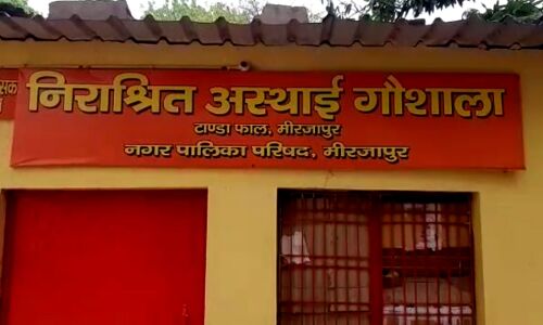 ग्राउंड रिपोर्ट: योगीराज में गौशाला की हकीकत, मिर्जापुर में भीषण गर्मी में सूखा भूसा खाकर जिंदा हैं गायें