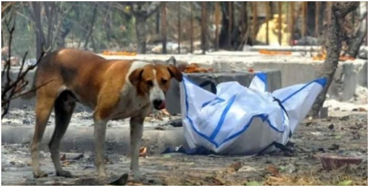 यूपी में चौकस व्यवस्थाओं के बीच कुत्तों ने नोच डाला जज के कोरोना संक्रमित अर्दली का शव