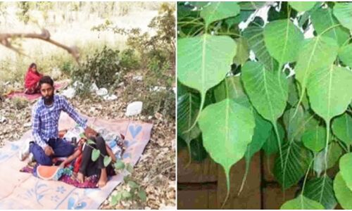 UP में अंधेर : अस्पताल नहीं पीपल के पेड़ से ऑक्सीजन ले रहे मरीज, मंत्री नहीं उठाता अपने ही विधायक का फोन